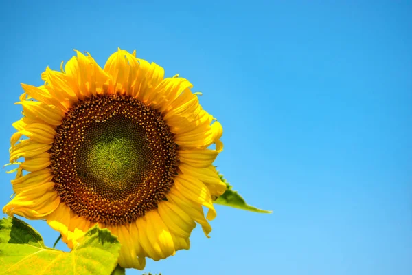 Forma Coração Girassol Amarelo — Fotografia de Stock