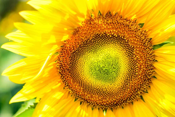 Forma Coração Girassol Amarelo — Fotografia de Stock