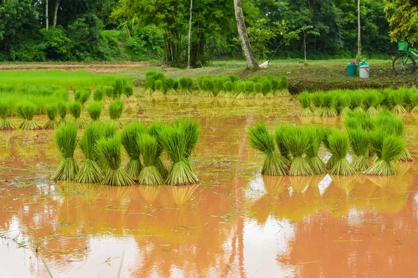 Green Seedlings Grown Paddy Seeds Collected Bundled Bundles Planting Fields — Stock Photo, Image