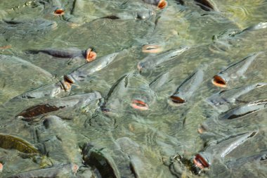Tilapia, tatlı su balıkları, ekonomik balıklar tarım sektöründe toprak havuzlar kullanılarak kültürlenir. Kafesler ve peletler büyümeyi hızlandırmak için