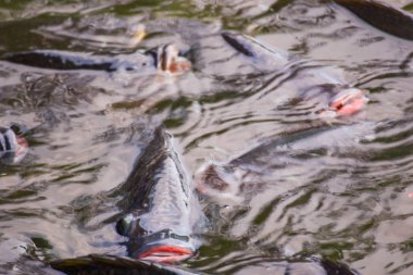 Tilapia, tatlı su balıkları, ekonomik balıklar tarım sektöründe toprak havuzlar kullanılarak kültürlenir. Kafesler ve peletler büyümeyi hızlandırmak için