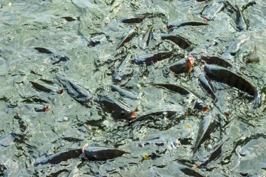 Tilapia, tatlı su balıkları, ekonomik balıklar tarım sektöründe toprak havuzlar kullanılarak kültürlenir. Kafesler ve peletler büyümeyi hızlandırmak için