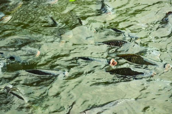 Stock image Tilapia, freshwater fish, economic fish are cultured in agribusiness business using earthen ponds. Cages and pellets to accelerate growth