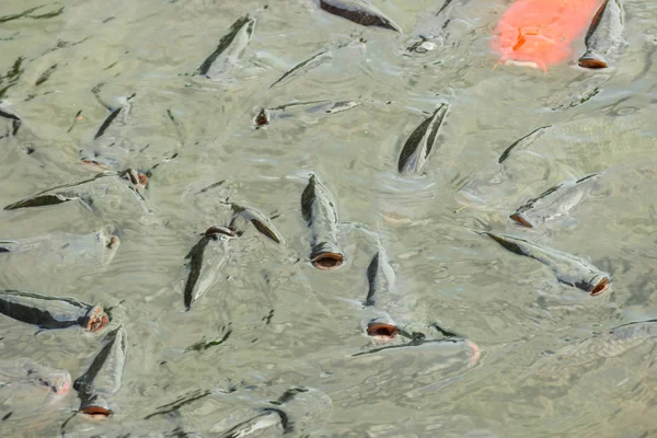 틸라피아 민물고기 경제어류는 흙연못을 이용한 농업사업에서 배양된다 성장을 가속화하는 케이지 — 스톡 사진