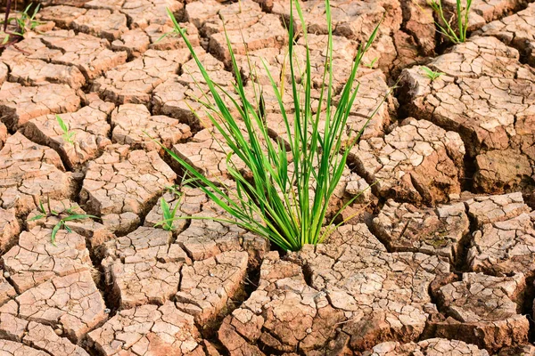 Πράσινα Φυτά Ρυζιού Ξηρό Και Ραγισμένο Έδαφος Επιπτώσεις Της Υπερθέρμανσης — Φωτογραφία Αρχείου
