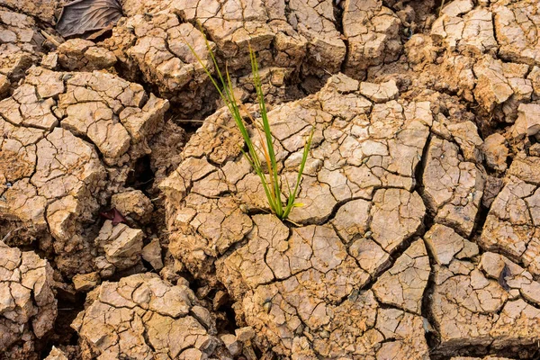 绿色水稻植物对干燥和开裂土地的影响 全球变暖在厄尔尼诺在东南亚热带地区的影响 — 图库照片