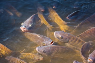 Tarım sektöründe tilapia tarım sabah güneş gölet ısıtır. Gölet tilapia su yüzeyinde gıda, tablet ve oksijen nefes beklemek için ortaya çıkıyor.