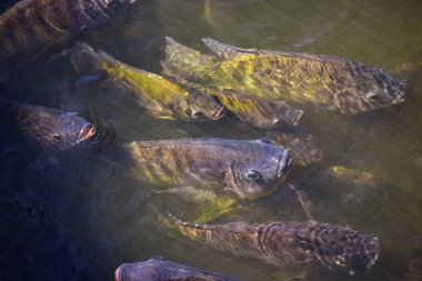 Tarım sektöründe tilapia tarım sabah güneş gölet ısıtır. Gölet tilapia su yüzeyinde gıda, tablet ve oksijen nefes beklemek için ortaya çıkıyor.