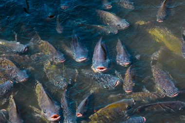 Tarım sektöründe tilapia tarım sabah güneş gölet ısıtır. Gölet tilapia su yüzeyinde gıda, tablet ve oksijen nefes beklemek için ortaya çıkıyor.