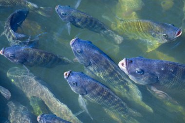 Tarım sektöründe tilapia tarım sabah güneş gölet ısıtır. Gölet tilapia su yüzeyinde gıda, tablet ve oksijen nefes beklemek için ortaya çıkıyor.