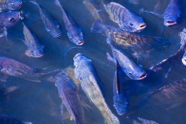 Tarım sektöründe tilapia tarım sabah güneş gölet ısıtır. Gölet tilapia su yüzeyinde gıda, tablet ve oksijen nefes beklemek için ortaya çıkıyor.