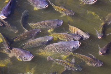 Tarım sektöründe tilapia tarım sabah güneş gölet ısıtır. Gölet tilapia su yüzeyinde gıda, tablet ve oksijen nefes beklemek için ortaya çıkıyor.