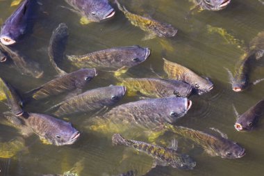 Tilapia farming in the agricultural industry In the morning the sun warms in the pond. Tilapia in the pond is emerging on the water surface to wait for food, tablets and oxygen to breathe. clipart