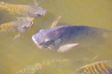 Tarım sektöründe tilapia tarım sabah güneş gölet ısıtır. Gölet tilapia su yüzeyinde gıda, tablet ve oksijen nefes beklemek için ortaya çıkıyor.