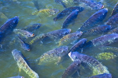 Tarım sektöründe tilapia tarım sabah güneş gölet ısıtır. Gölet tilapia su yüzeyinde gıda, tablet ve oksijen nefes beklemek için ortaya çıkıyor.