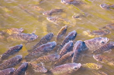 Tarım sektöründe tilapia tarım sabah güneş gölet ısıtır. Gölet tilapia su yüzeyinde gıda, tablet ve oksijen nefes beklemek için ortaya çıkıyor.