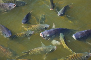 Tarım sektöründe tilapia tarım sabah güneş gölet ısıtır. Gölet tilapia su yüzeyinde gıda, tablet ve oksijen nefes beklemek için ortaya çıkıyor.