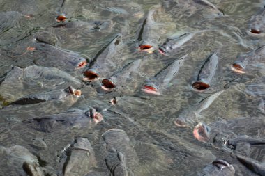 Tarım sektöründe tilapia tarım sabah güneş gölet ısıtır. Gölet tilapia su yüzeyinde gıda, tablet ve oksijen nefes beklemek için ortaya çıkıyor.