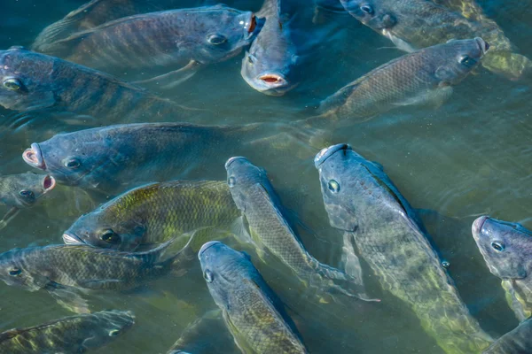 Tilapia farming in the agricultural industry In the morning the sun warms in the pond. Tilapia in the pond is emerging on the water surface to wait for food, tablets and oxygen to breathe.