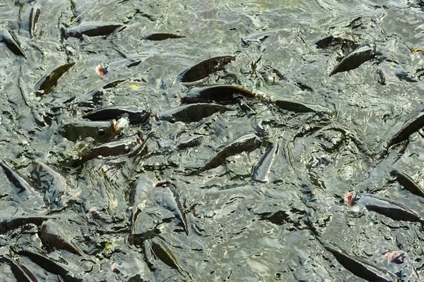 Tilapia Landbouw Agrarische Industrie Ochtend Zon Verwarmt Vijver Tilapia Vijver — Stockfoto