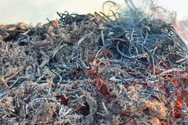 Yangın kuru bir alanda ve öğleden sonra güneşte yanıyor. Tropikal, Güneydoğu Asya 'da kuru sezon