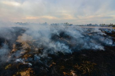 Yanan çayırlardan toz ve duman