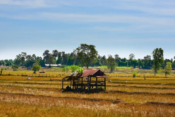 Casa Campo Agricultor Campo Seca Após Estação Colheita Nordeste Tailândia — Fotografia de Stock