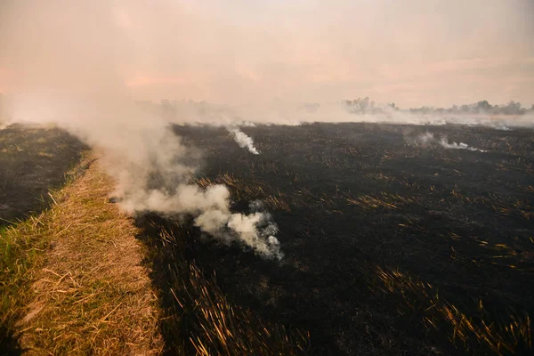 Dust and smoke from burning pastures and agricultural plots in the summer