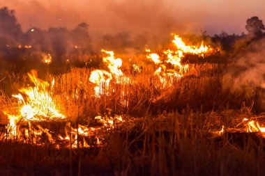 Geceleri çayırda ateş yanıyor..
