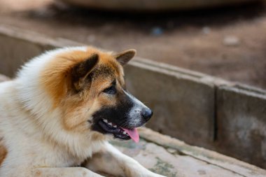 Bangkaew cins köpekler, arkadaş olmak için popüler olmuştur Tay halk köpekleri, yaşlı insanlar ve evi izlemek için kullanılır. Uysal olduğu için ve sahibini sevmek ten.
