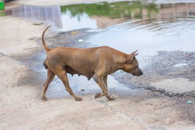 Bangkaew cins köpekler, arkadaş olmak için popüler olmuştur Tay halk köpekleri, yaşlı insanlar ve evi izlemek için kullanılır. Uysal olduğu için ve sahibini sevmek ten.