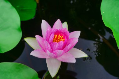 Yeşil arka planda pembe lotus