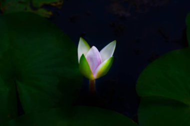 Yeşil arka planda pembe lotus