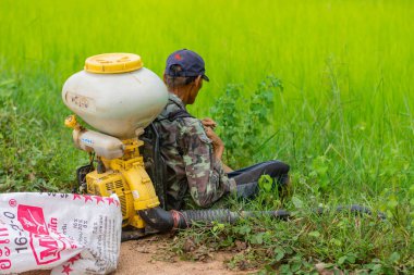 Kamalasai Kalasin, Tayland - 11 Ağustos 2019: Taylandlı çiftçiler yeşil pirinç tarlalarına geri basınç püskürtücüile gübre tohumları püskürtüyor.