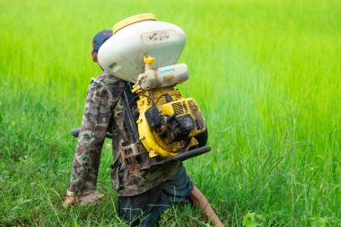 Kamalasai Kalasin, Tayland - 11 Ağustos 2019: Taylandlı çiftçiler yeşil pirinç tarlalarına geri basınç püskürtücüile gübre tohumları püskürtüyor.