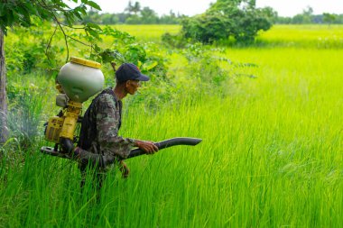 Kamalasai Kalasin, Tayland - 11 Ağustos 2019: Taylandlı çiftçiler yeşil pirinç tarlalarına geri basınç püskürtücüile gübre tohumları püskürtüyor.