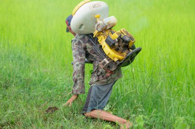 Kamalasai Kalasin, Tayland - 11 Ağustos 2019: Taylandlı çiftçiler yeşil pirinç tarlalarına geri basınç püskürtücüile gübre tohumları püskürtüyor.