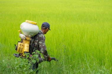 Kamalasai Kalasin, Tayland - 11 Ağustos 2019: Taylandlı çiftçiler yeşil pirinç tarlalarına geri basınç püskürtücüile gübre tohumları püskürtüyor.