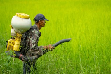 Kamalasai Kalasin, Tayland - 11 Ağustos 2019: Taylandlı çiftçiler yeşil pirinç tarlalarına geri basınç püskürtücüile gübre tohumları püskürtüyor.