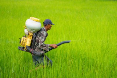 Kamalasai Kalasin, Tayland - 11 Ağustos 2019: Taylandlı çiftçiler yeşil pirinç tarlalarına geri basınç püskürtücüile gübre tohumları püskürtüyor.
