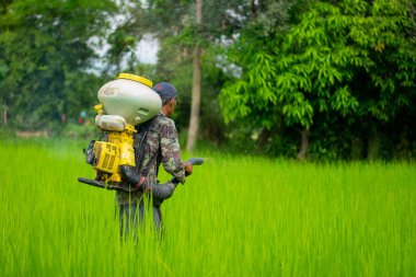 Kamalasai Kalasin, Tayland - 11 Ağustos 2019: Taylandlı çiftçiler yeşil pirinç tarlalarına geri basınç püskürtücüile gübre tohumları püskürtüyor.