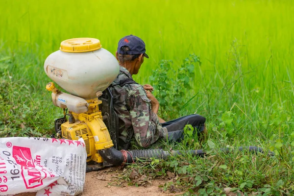Kamalasai Kalasin, Tayland - 11 Ağustos 2019: Taylandlı çiftçiler yeşil pirinç tarlalarına geri basınç püskürtücüile gübre tohumları püskürtüyor.