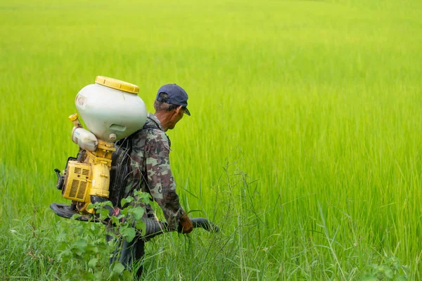 Kamalasai Kalasin, Tayland - 11 Ağustos 2019: Taylandlı çiftçiler yeşil pirinç tarlalarına geri basınç püskürtücüile gübre tohumları püskürtüyor.