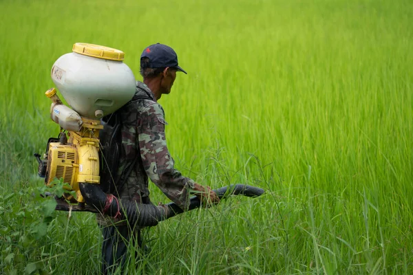 Kamalasai Kalasin, Tayland - 11 Ağustos 2019: Taylandlı çiftçiler yeşil pirinç tarlalarına geri basınç püskürtücüile gübre tohumları püskürtüyor.