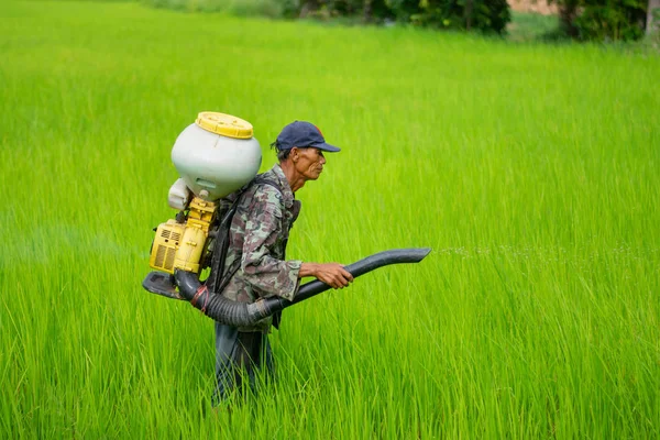 Kamalasai Kalasin, Tayland - 11 Ağustos 2019: Taylandlı çiftçiler yeşil pirinç tarlalarına geri basınç püskürtücüile gübre tohumları püskürtüyor.