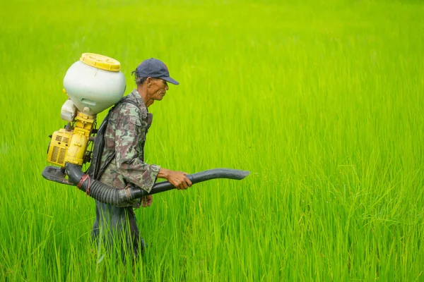 Kamalasai Kalasin, Tayland - 11 Ağustos 2019: Taylandlı çiftçiler yeşil pirinç tarlalarına geri basınç püskürtücüile gübre tohumları püskürtüyor.