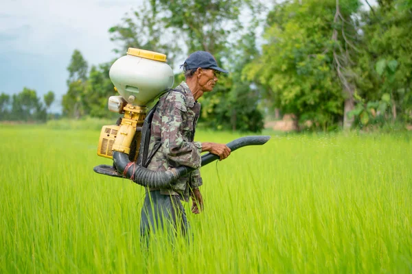 Kamalasai Kalasin, Tayland - 11 Ağustos 2019: Taylandlı çiftçiler yeşil pirinç tarlalarına geri basınç püskürtücüile gübre tohumları püskürtüyor.