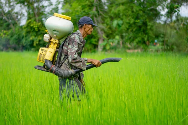 Kamalasai Kalasin, Tayland - 11 Ağustos 2019: Taylandlı çiftçiler yeşil pirinç tarlalarına geri basınç püskürtücüile gübre tohumları püskürtüyor.
