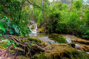 Nehir orman Milli Parkı El Nicho, Küba