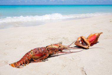 Istakoz ve kumlu bir plaj üzerinde th arka plan üzerinde deniz kabukları
